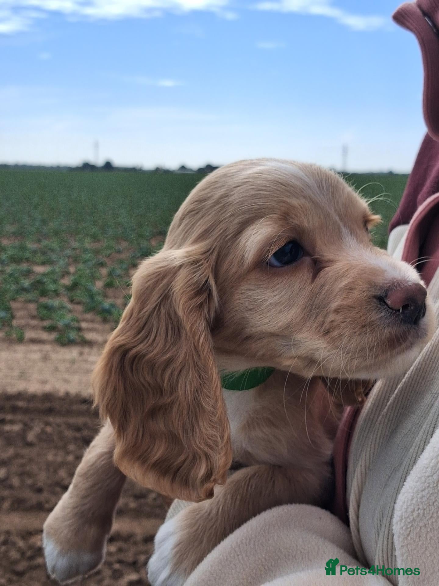 Cocker Spaniel dogs Working cocker spaniel puppies KC reg. 5 star   - Advert 15