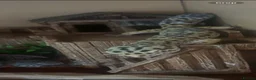 Leopard Gecko reptiles for sale: Leopard gecko  - Advert 3