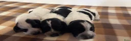 Cocker Spaniel dogs for sale: Working cocker spaniel puppies  - Advert 14