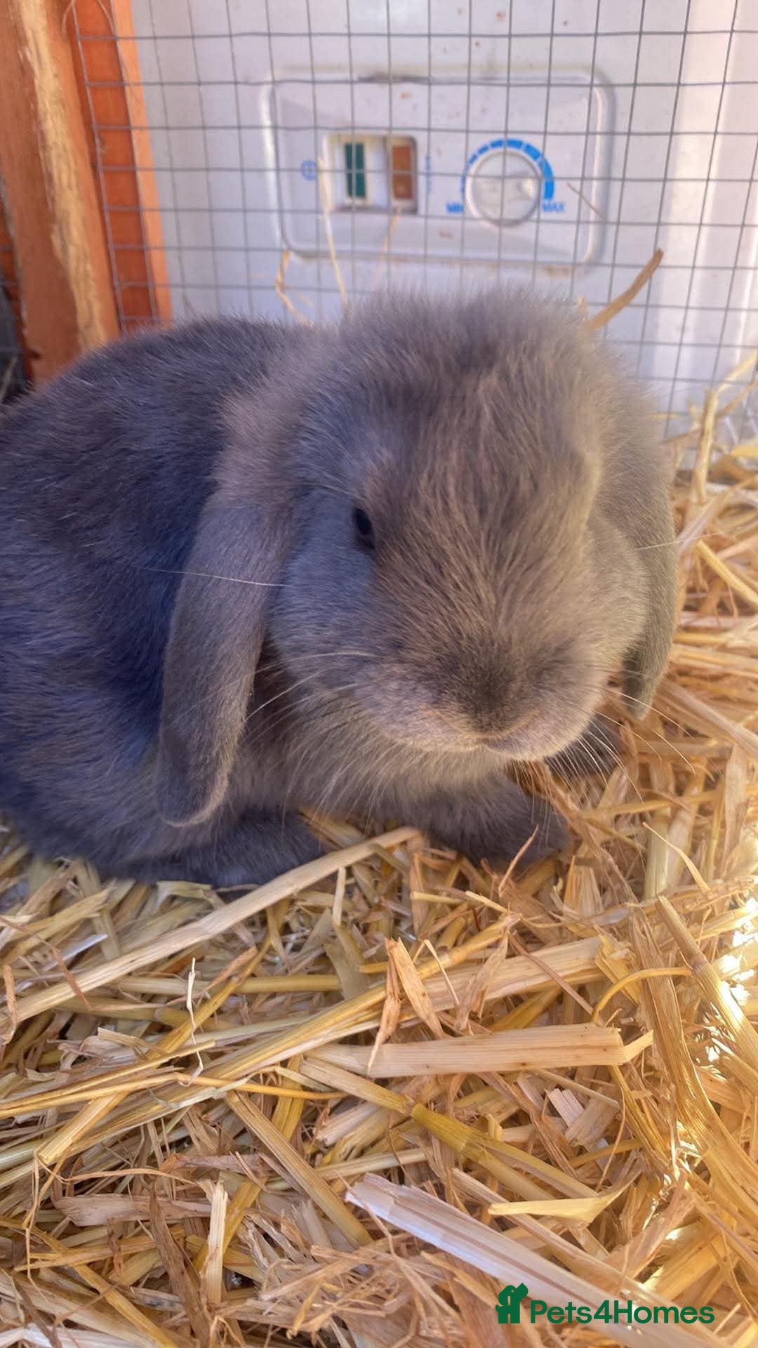 Mini Lop rabbits Lilac blue mini loop babies 2 BOYS LEFT  - Advert 10
