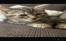 Mixed Breed cats for sale: 5 beautiful bengal cross kittens   - Image 4
