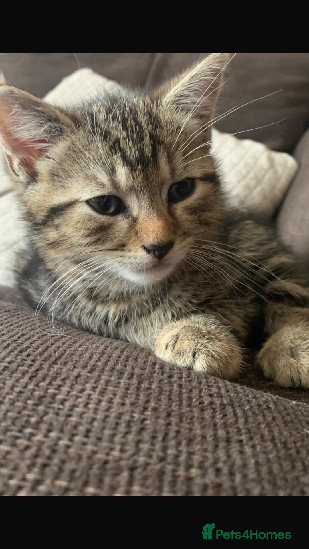 Mixed Breed cats for sale: 5 beautiful bengal cross kittens   - Image 4