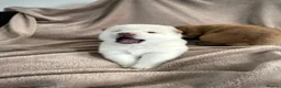 Japanese Shiba Inu dogs for sale: KC registered Japanese Shiba Inu puppies - Advert 22