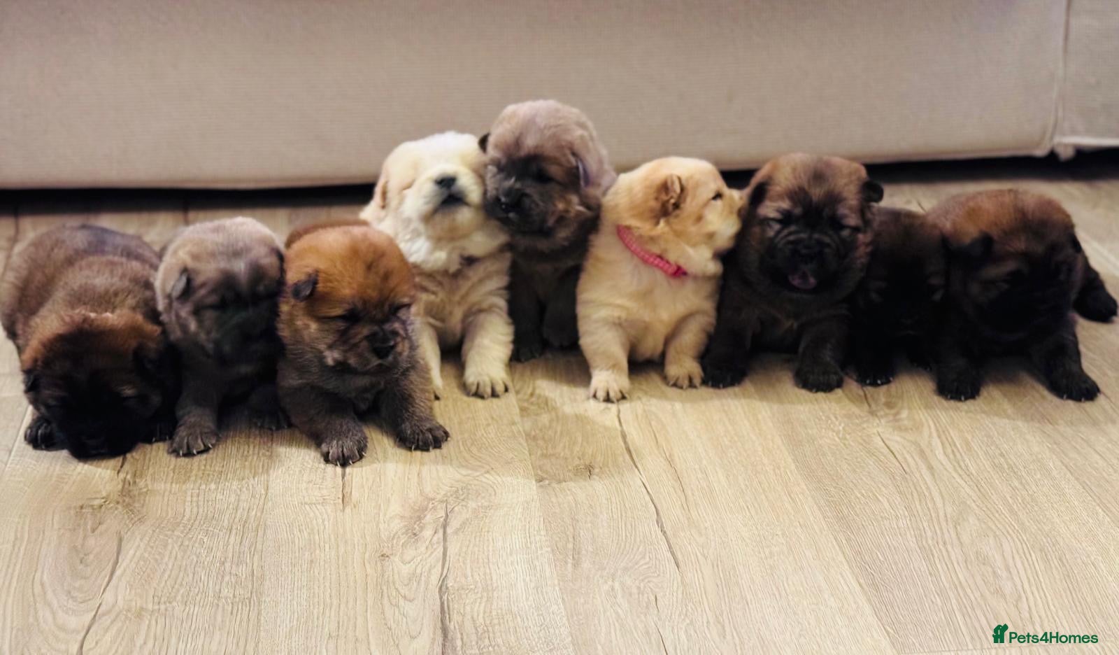 Chow Chow dogs Gorgeous Chow Chow Puppies Raised in a loving Home - Advert 1