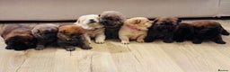 Chow Chow dogs for sale: Gorgeous Chow Chow Puppies Raised in a loving Home - Advert 1
