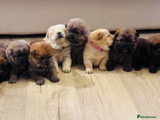 Chow Chow dogs Gorgeous Chow Chow Puppies Raised in a loving Home - Advert 8