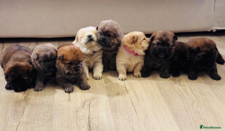 Chow Chow dogs Gorgeous Chow Chow Puppies Raised in a loving Home - Advert 10