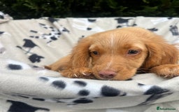 Cocker Spaniel dogs for sale: Five beautiful cocker spaniels - Image 17