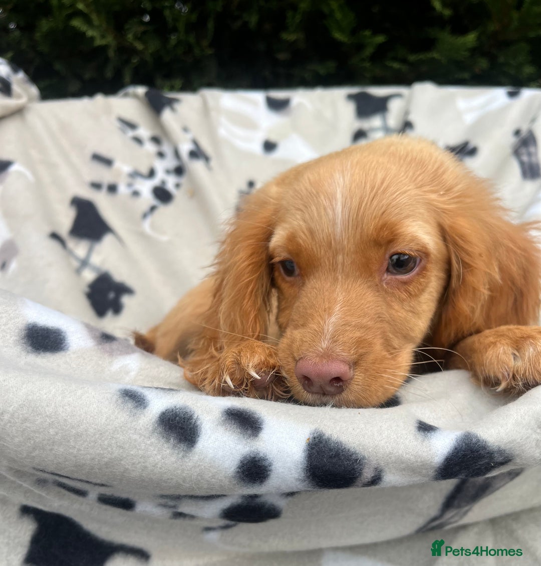 Cocker Spaniel dogs for sale: Five beautiful cocker spaniels - Image 17