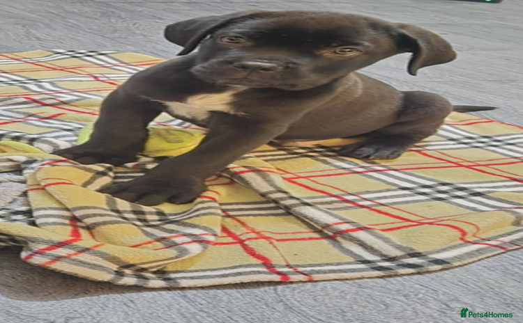 Cane Corso dogs - Advert 1
