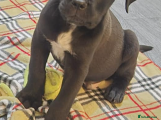Cane Corso dogs - Advert 8