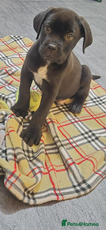 Cane Corso dogs - Advert 2