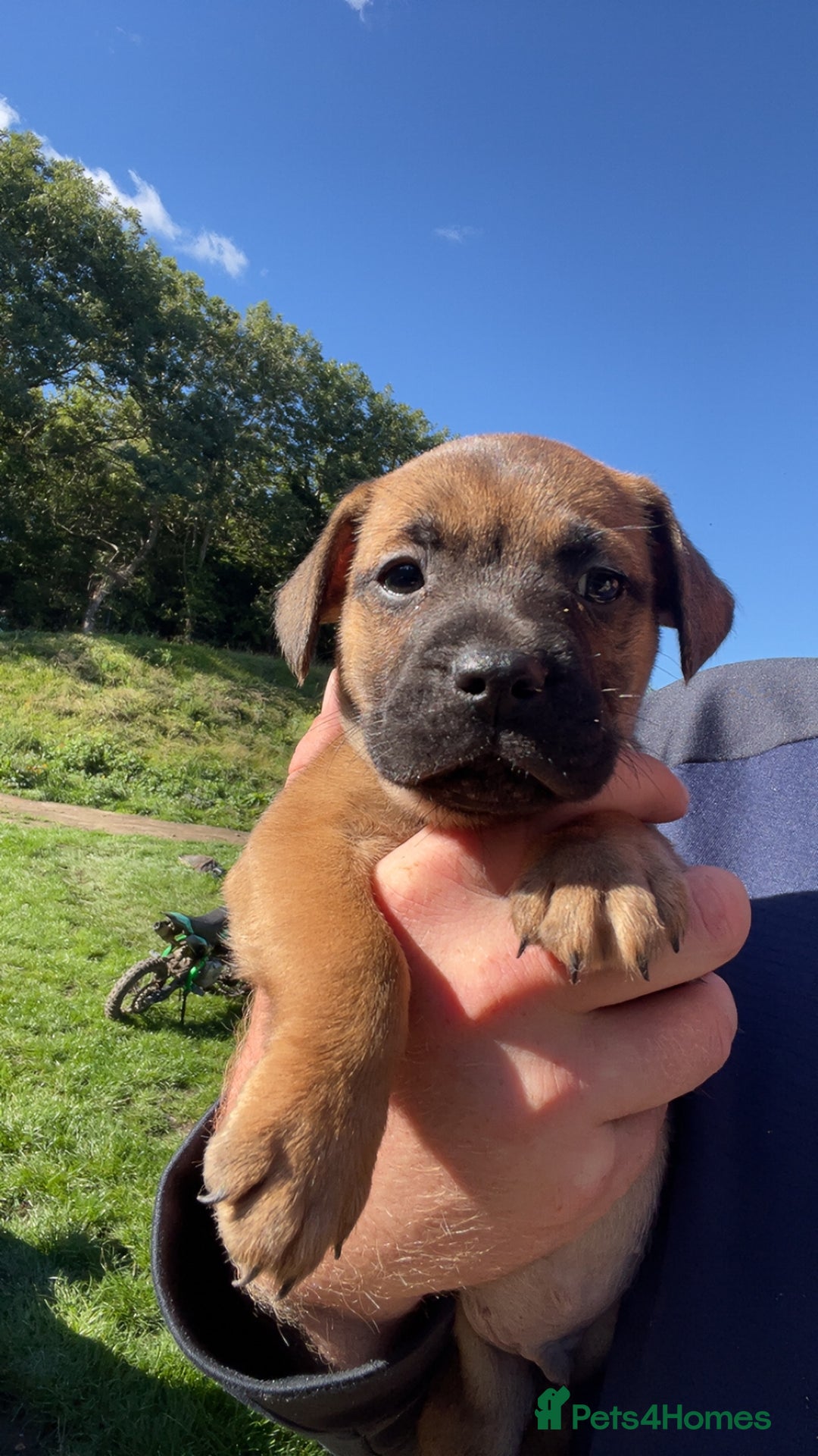Patterdale Terrier dogs for sale: Patter dale  - Image 7