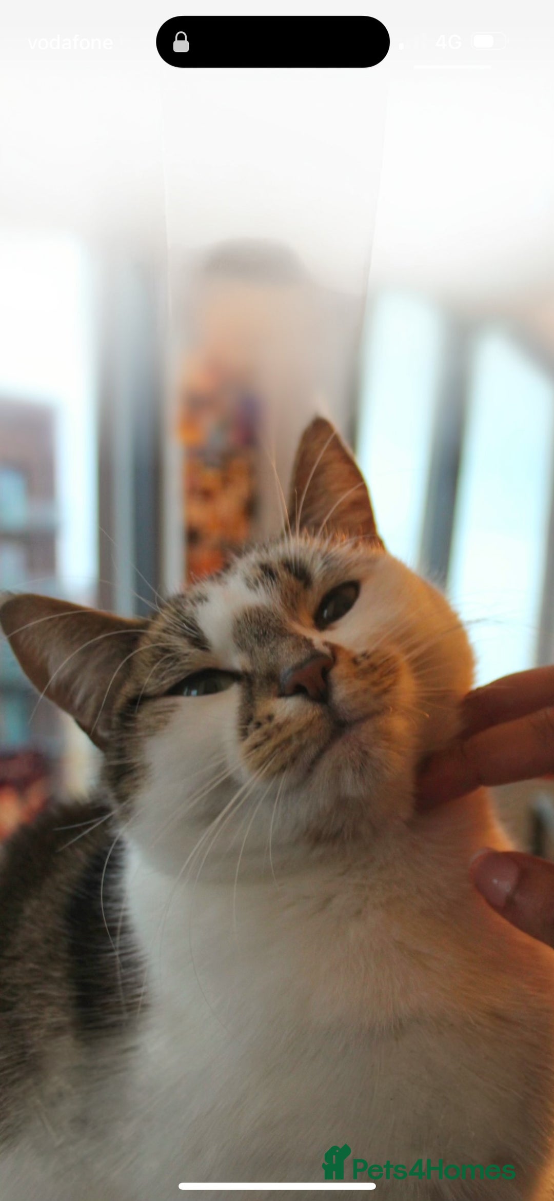 Domestic Shorthair cats for sale: Beautiful girl cat for rehoming  - Image 4