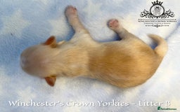 Yorkshire Terrier dogs for sale: ❤️ Champion heritage KC reg.PEDIGREE puppies! 🐶❤️ - Image 19