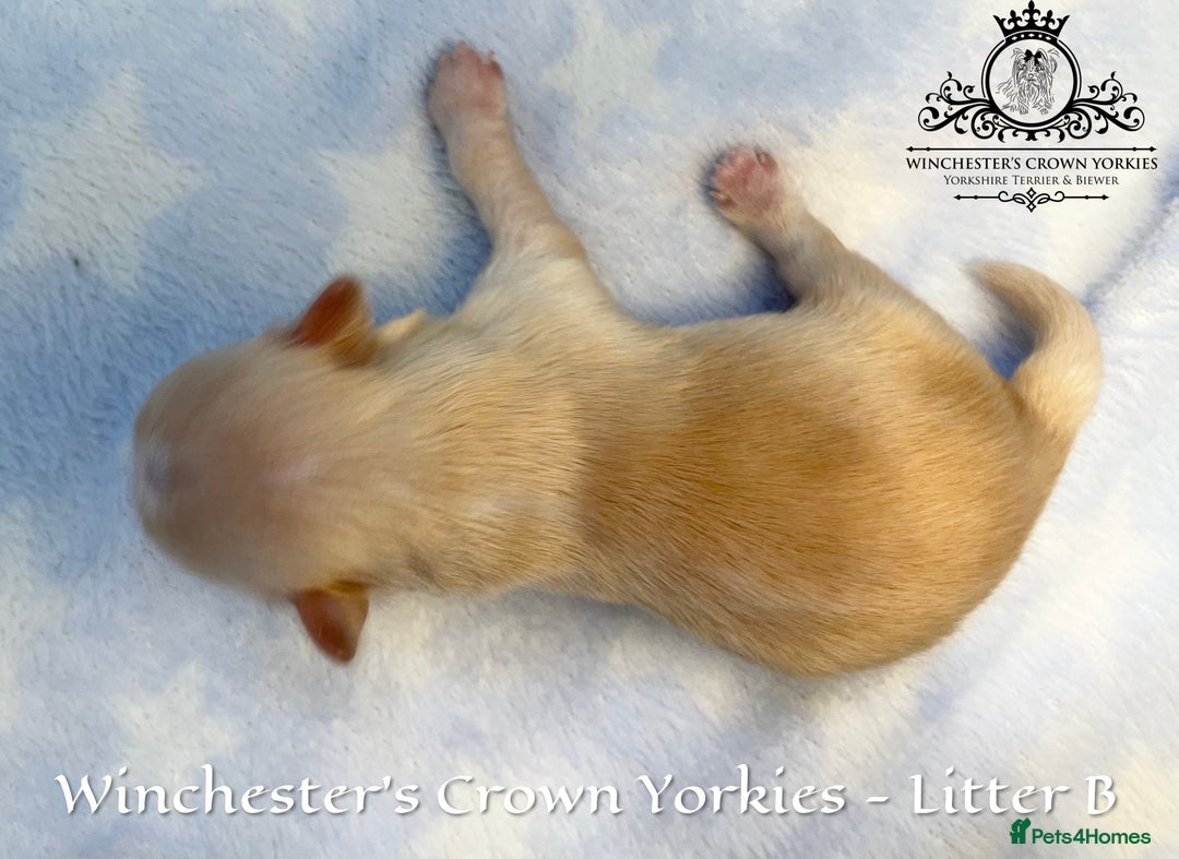 Yorkshire Terrier dogs for sale: ❤️ Champion heritage KC reg.PEDIGREE puppies! 🐶❤️ - Image 19