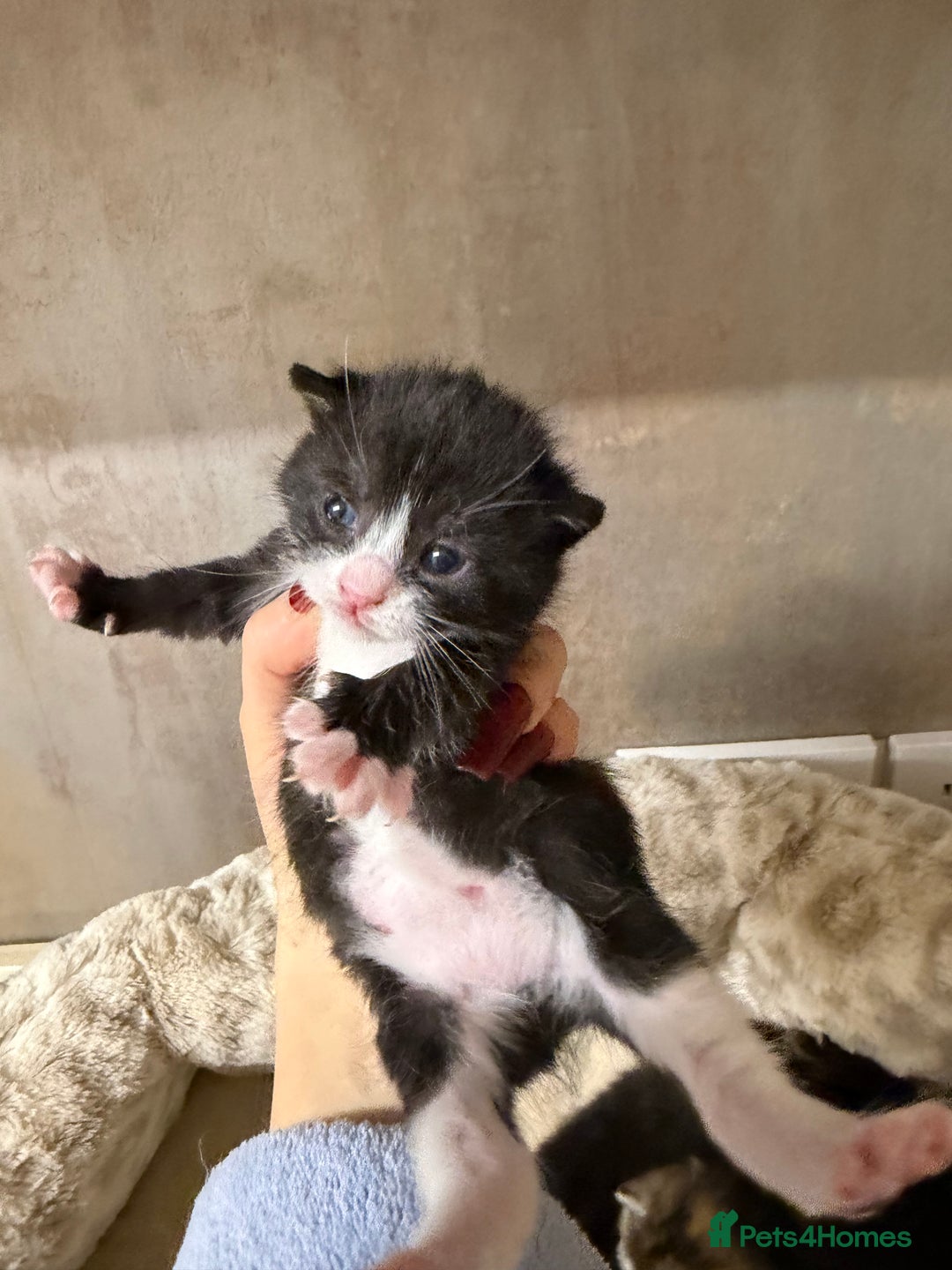 British Shorthair cats for sale: Adorable Kittens, Will be Ready from 22 December! - Advert 4