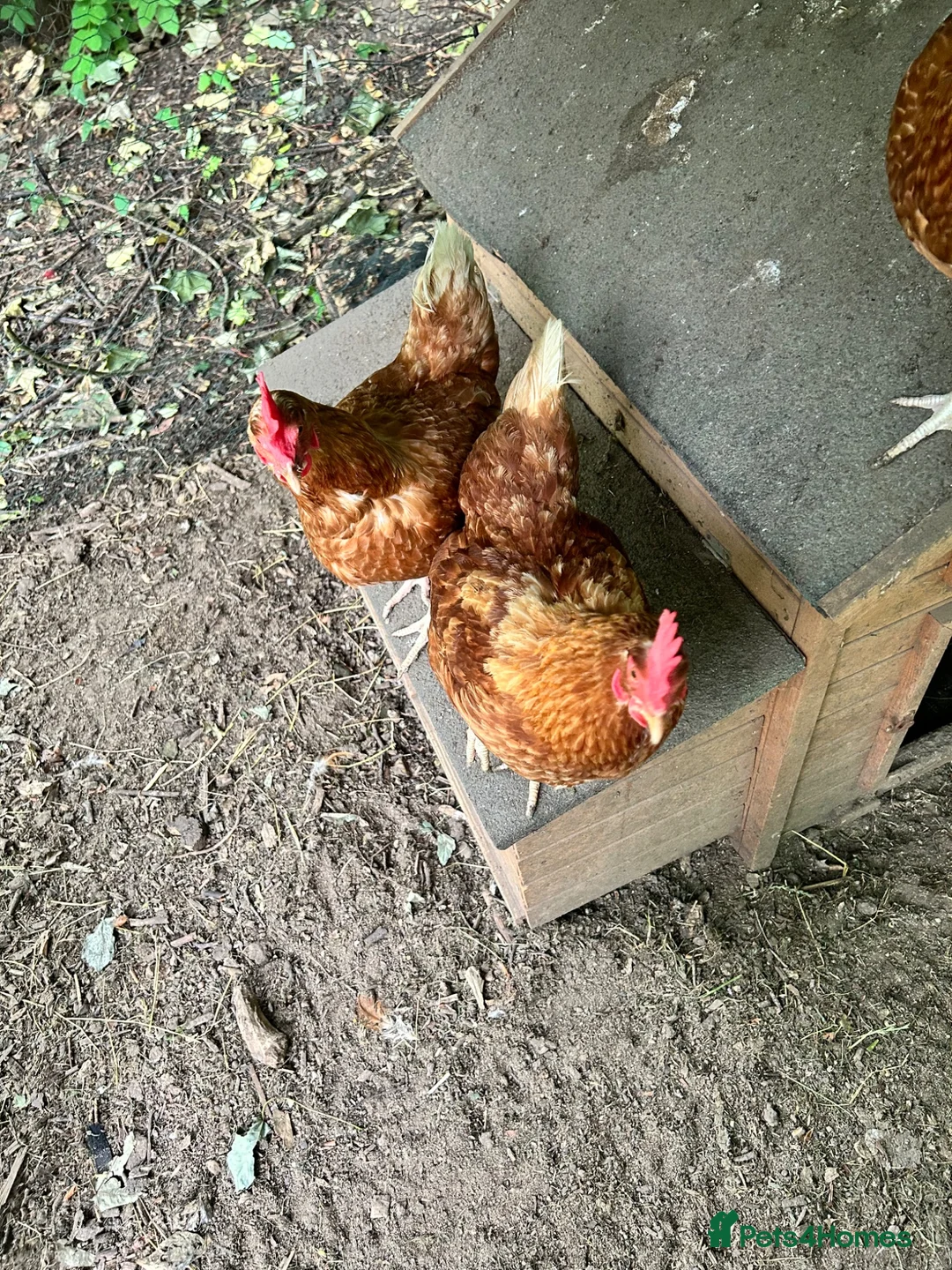 Chickens poultry for sale: 8 Hybrid Hens  in Newhaven - Advert 2