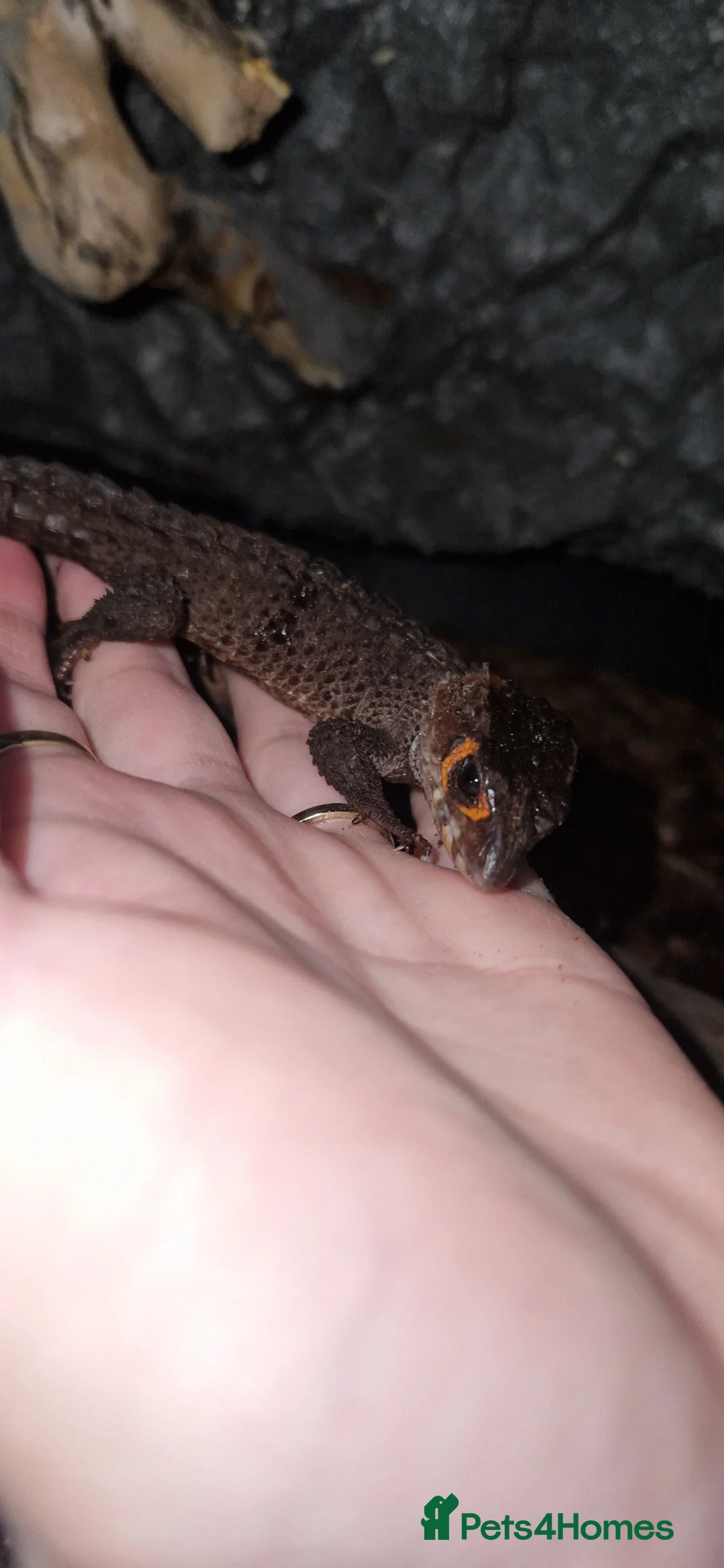 Skink reptiles for sale: 2 red eyed crocodile skink's & setup - Advert 2