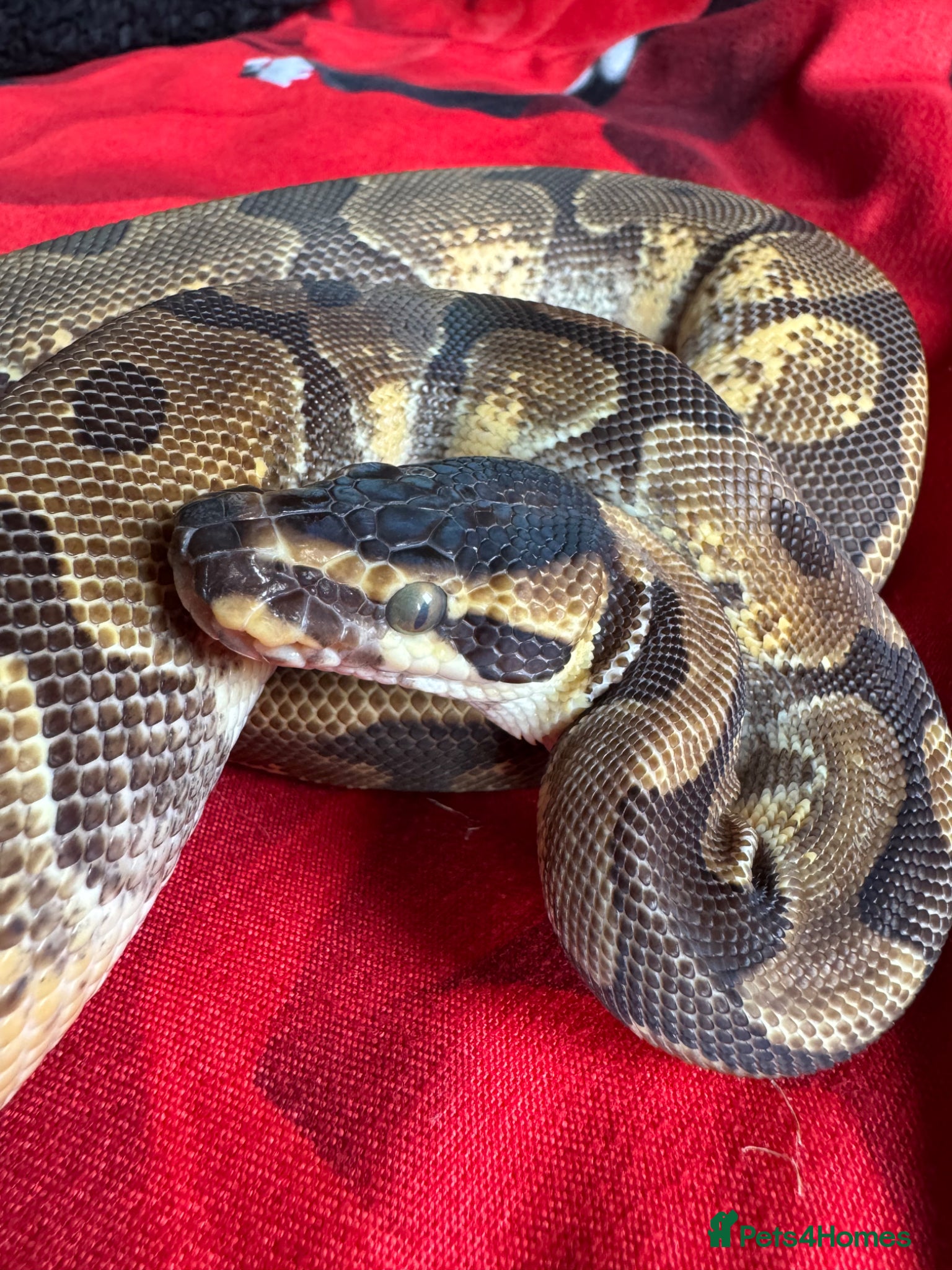 Python Snake reptiles Royal pythons  - Advert 9