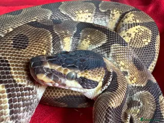 Python Snake reptiles Royal pythons - Advert 9