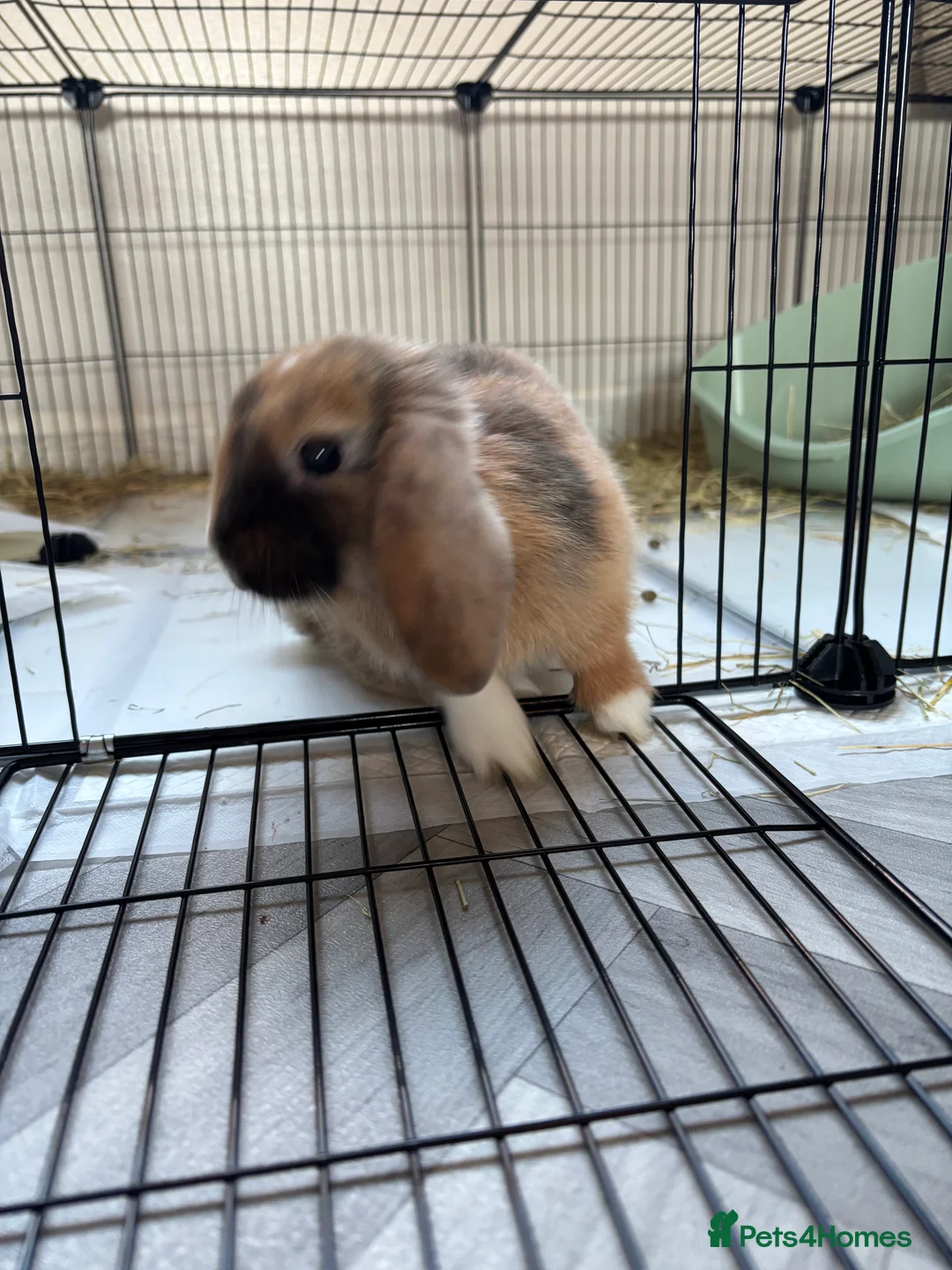 Dwarf Lop rabbits for sale: Rehoming our lovely rabbit Eden :(  - Advert 2