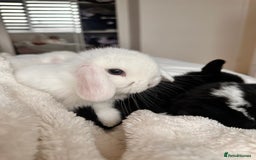 Mini Lop rabbits for sale: Mini lop bunnies for sale! - Advert 4