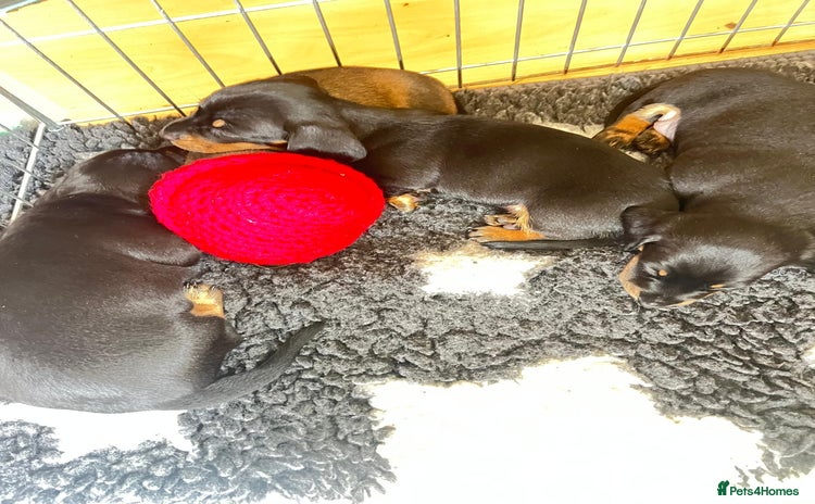 Miniature Dachshund dogs - Advert 3