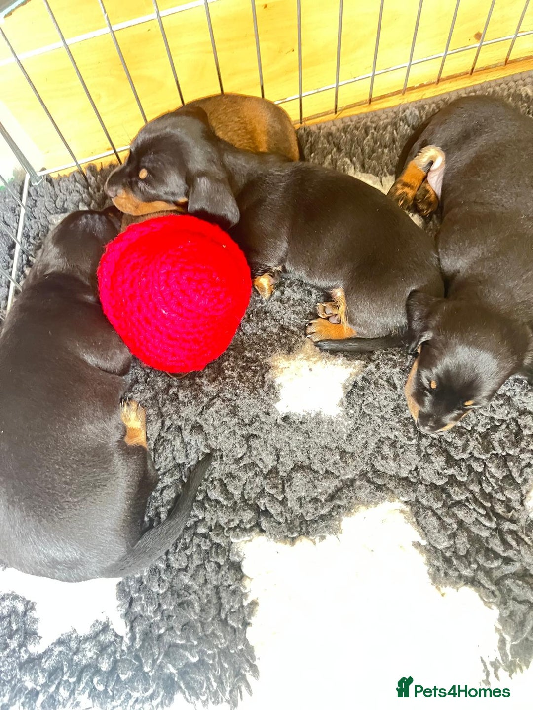 Miniature Dachshund dogs for sale: Dachshunds  - Image 1