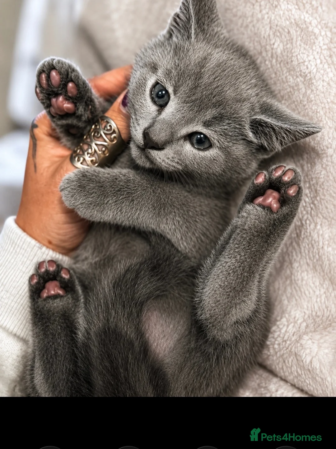 British Shorthair cats for sale: *reductions made* - JUST 2 BOYS LEFT!  - Advert 2