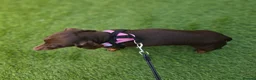 Miniature Dachshund dogs for sale: Rosie, KC-registered Dachshund  - Advert 2