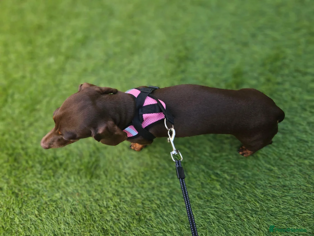 Miniature Dachshund dogs for sale: Rosie, KC-registered Dachshund  - Advert 2