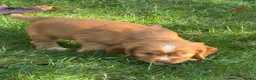Cocker Spaniel dogs for sale: KC Reg Cocker Spaniel Pups Full DNA 5⭐️ Licensed  - Advert 7
