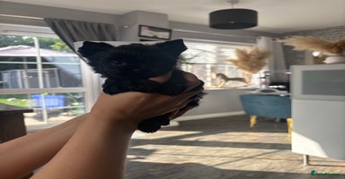 Yorkshire Terrier dogs - Advert 7