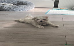 Maltese dogs for sale: Beautiful Maltese puppies  - Image 7