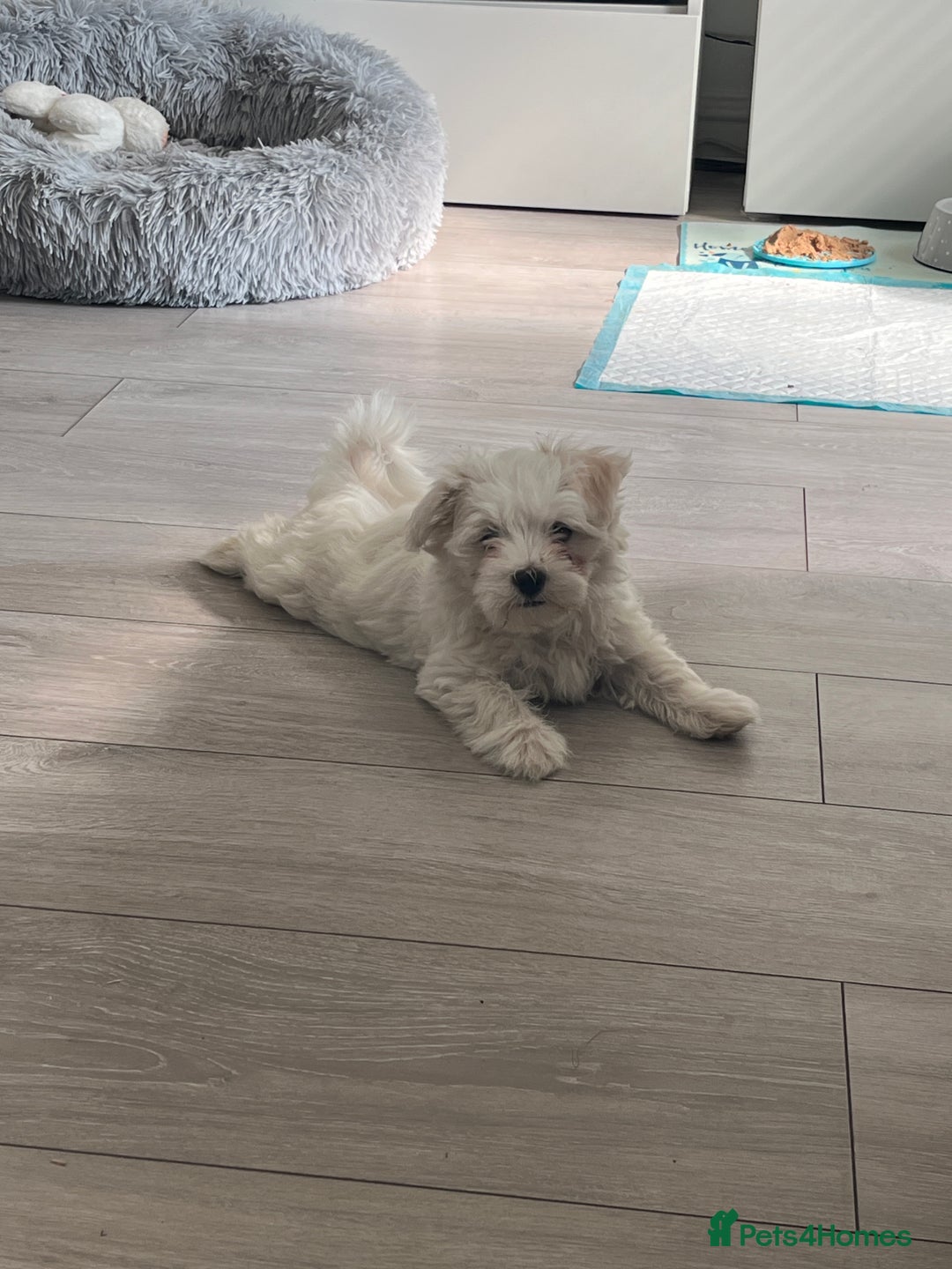 Maltese dogs for sale: Beautiful Maltese puppies  - Image 7