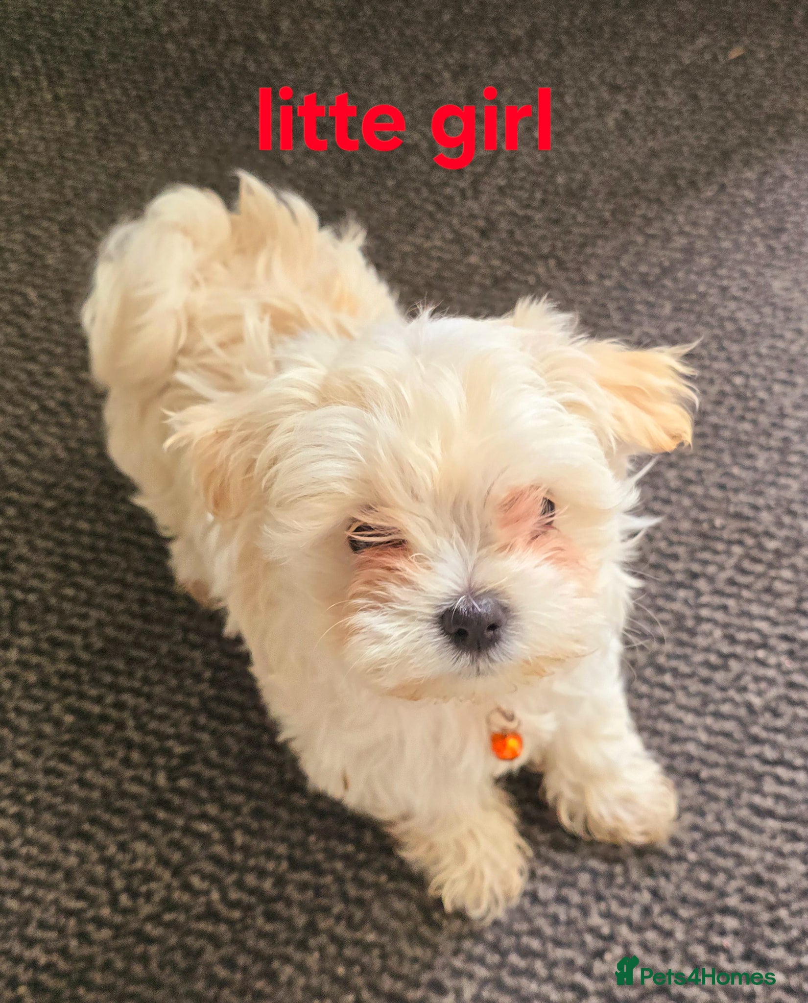 Maltipoo dogs  Extra small Korean Toy Maltipoo baby's  - Advert 8