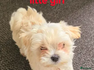 Maltipoo dogs Extra small Korean Toy Maltipoo baby's - Advert 8