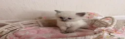Ragdoll cats for sale: 10 Stunning Ragdoll Kittens available 🐾 in Henfield - Advert 16