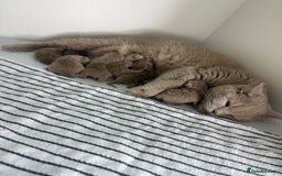 British Shorthair cats for sale: PEDIGREE REGISTERED CHUNKY BRITISH SHORTHAIRS  - Image 11