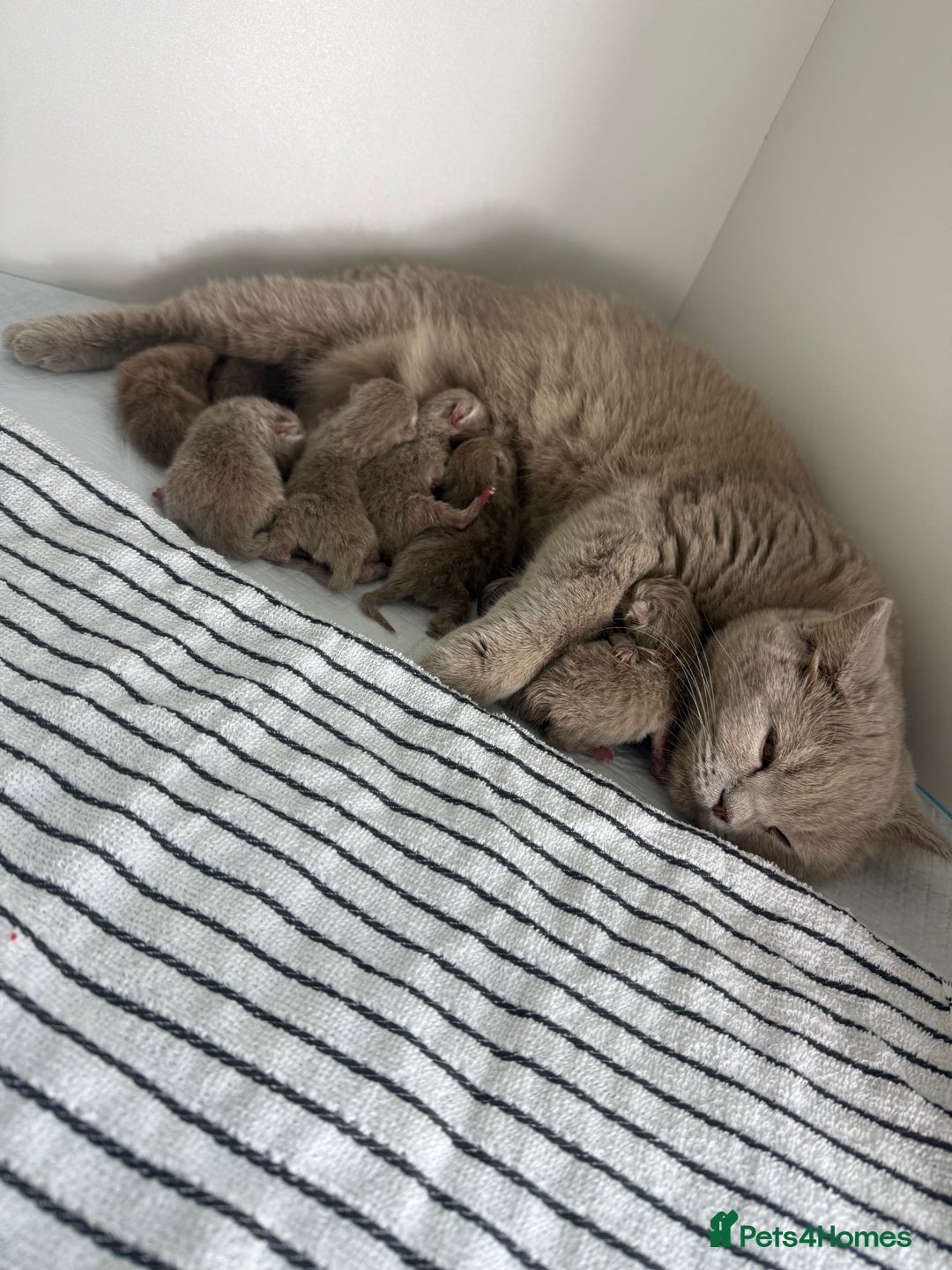 British Shorthair cats for sale: PEDIGREE REGISTERED CHUNKY BRITISH SHORTHAIRS  - Image 11