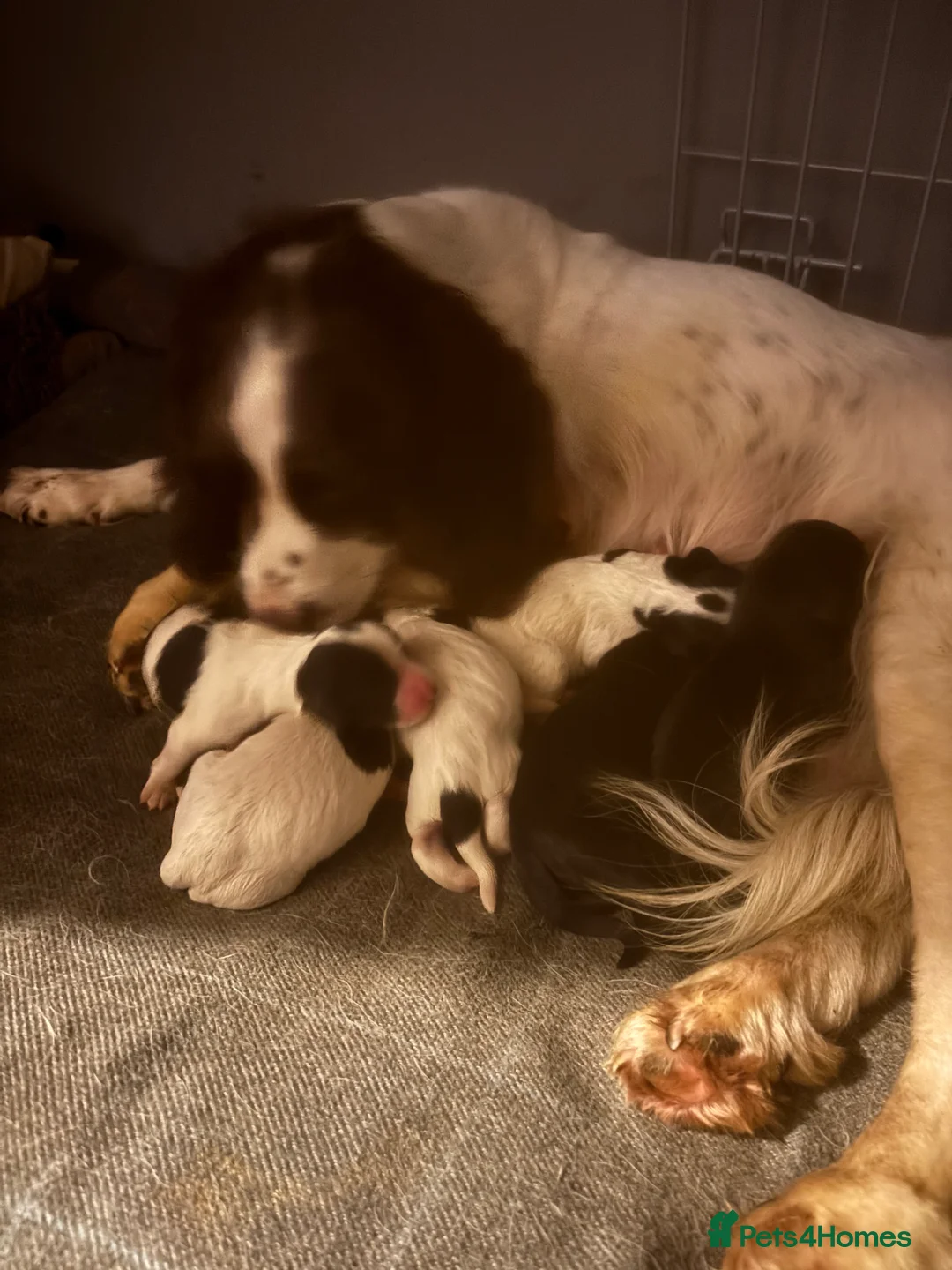 Sprocker dogs for sale: Sprocker puppies  - Advert 9