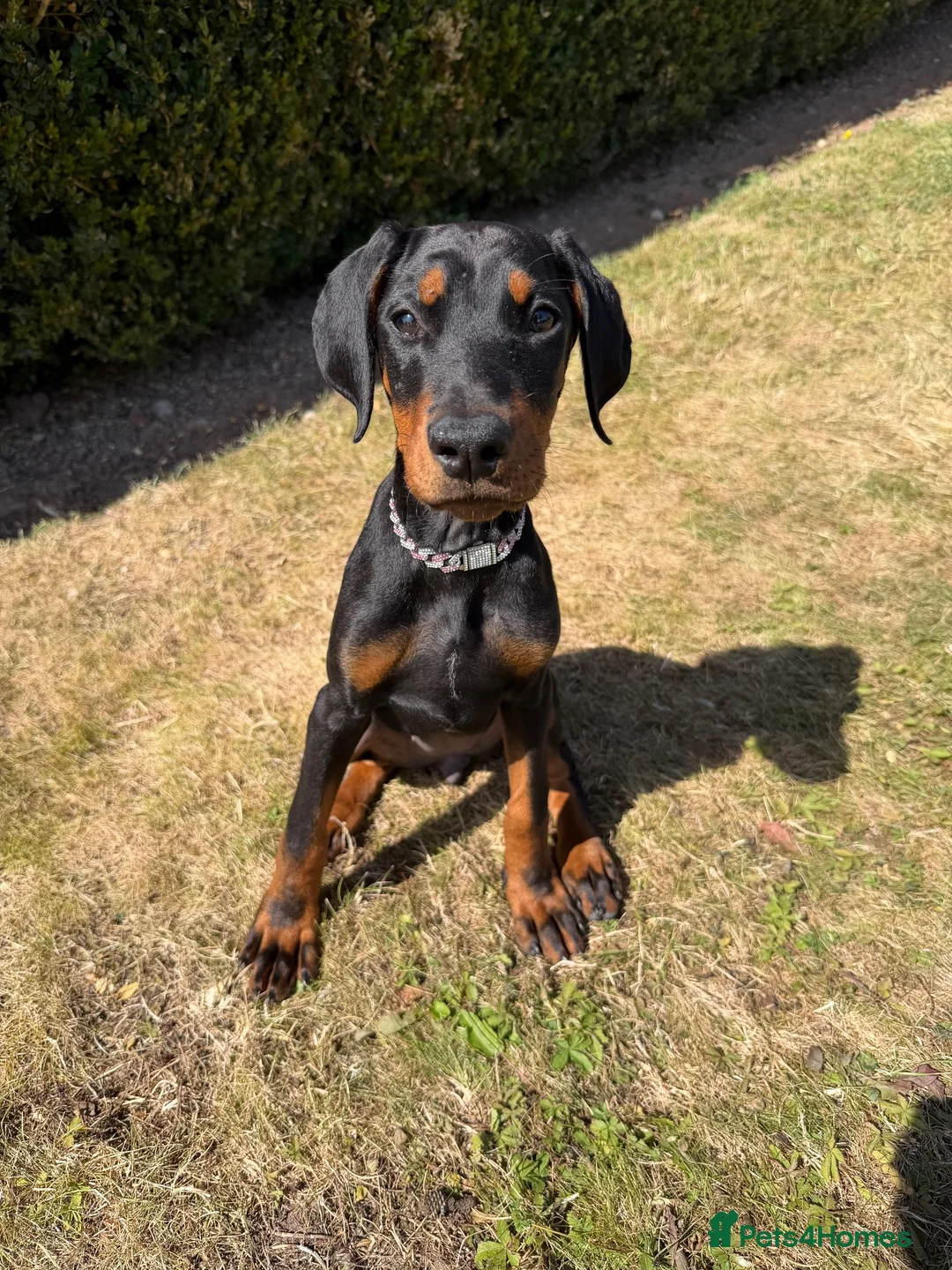 Dobermann dogs for sale: Doberman puppy - Advert 1