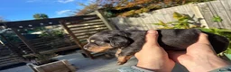 Miniature Dachshund dogs for sale: KC registered long haired Miniatures  - Advert 15