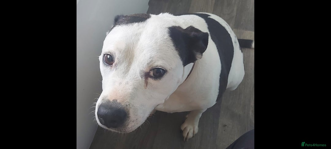 Mixed Breed dogs for sale: Staffy cross American bulldog - Image 2