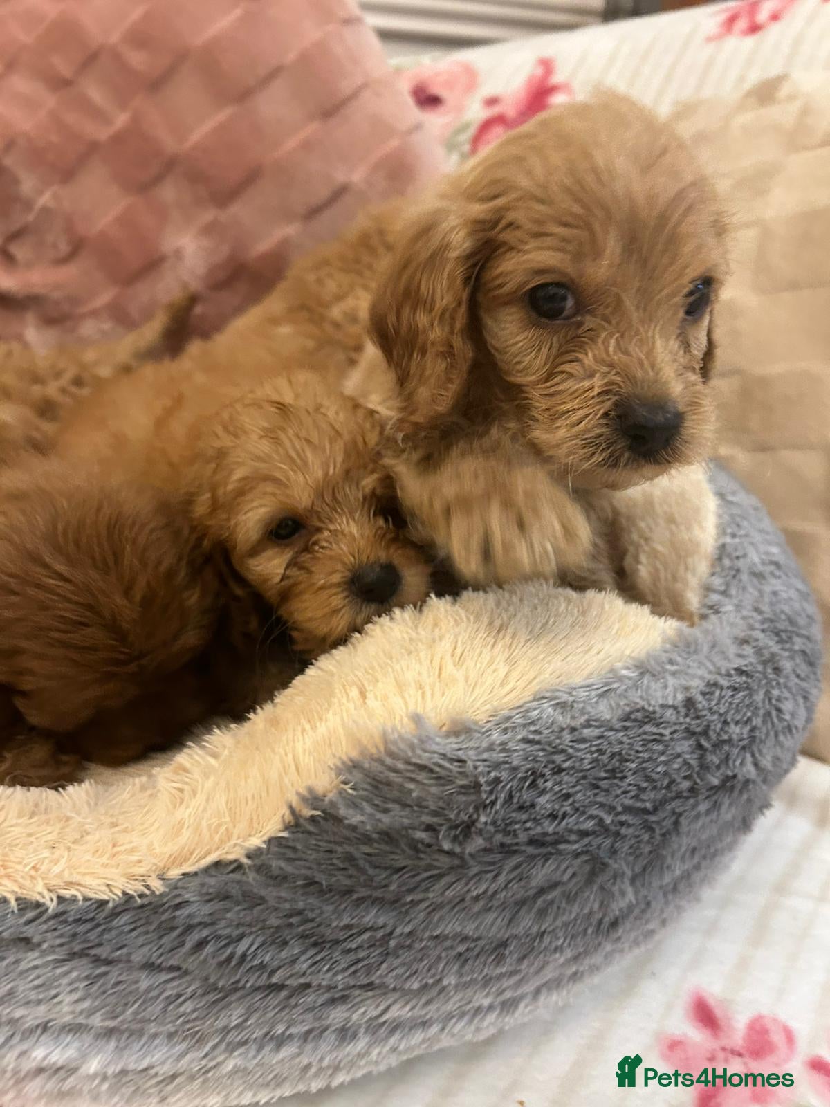 Cockapoo dogs for sale: Adorable cockapoo puppies - Advert 20
