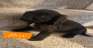 Sprocker dogs - Advert 3