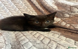 Russian Blue cats for sale: 6 beautiful kittens ❤️ - Image 23