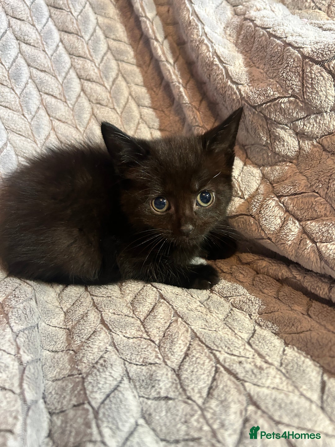 Russian Blue cats for sale: 6 beautiful kittens ❤️ - Image 23