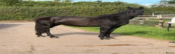 English Warmblood horses for sale: Big And beautiful - Winter project type  - Advert 1